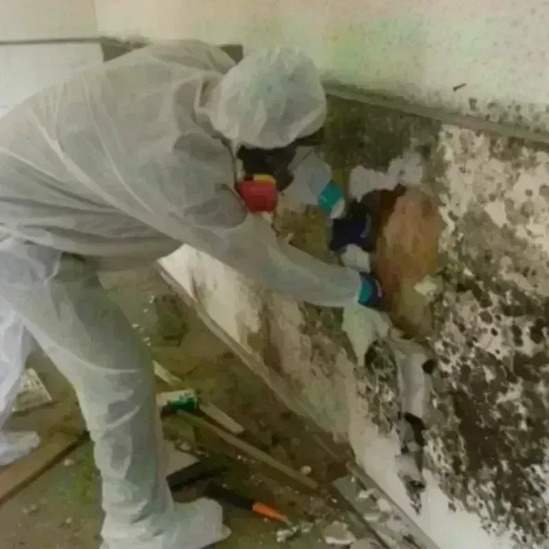 Mold Remediation and Removal in Montegut, LA